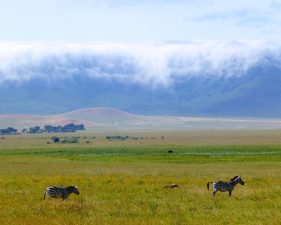 7 Days Tanzania Safari