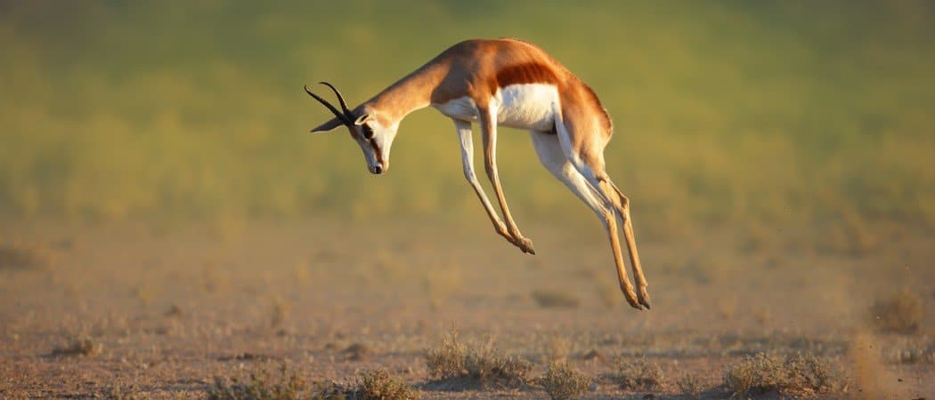 7 Day South Africa Safari