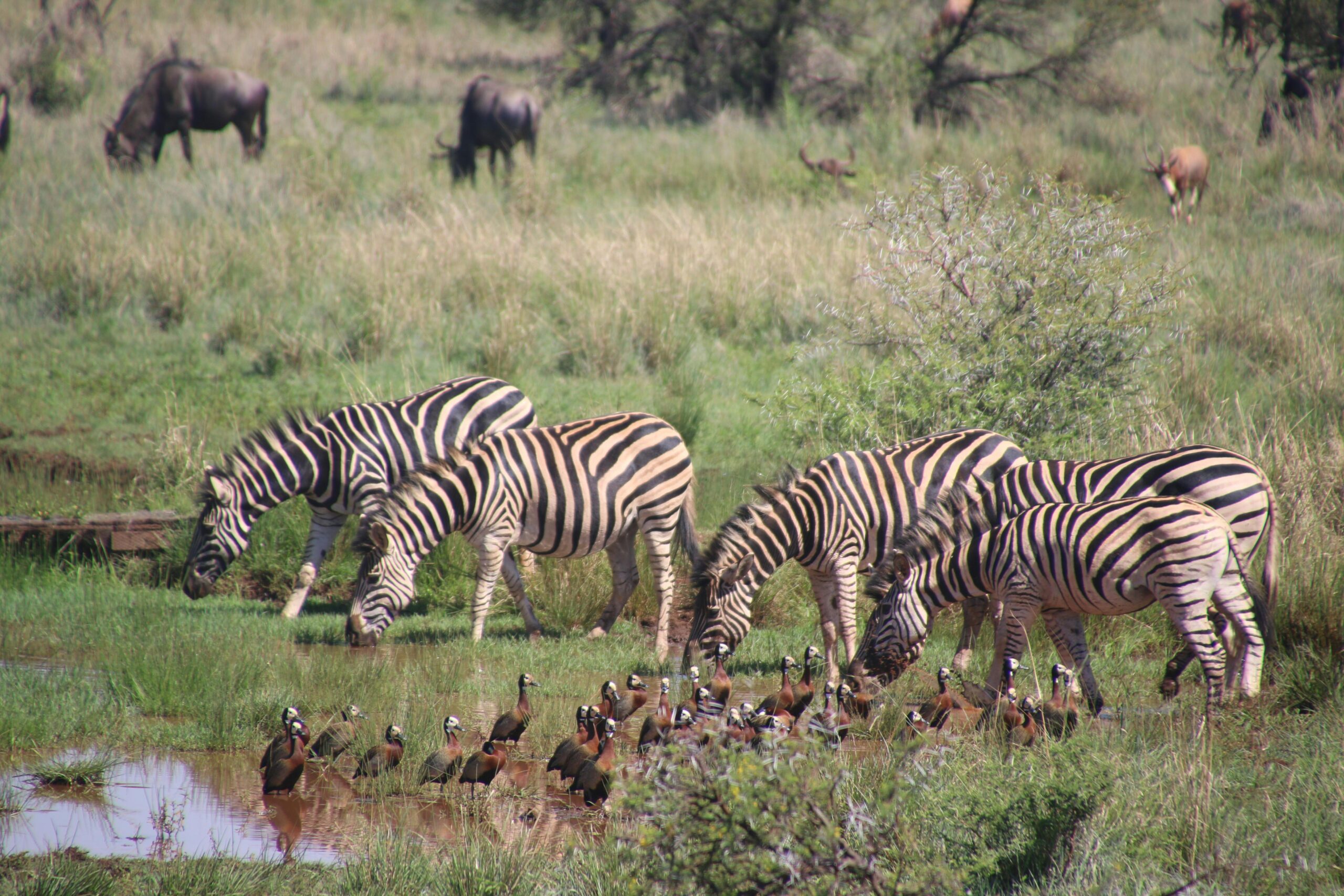 Tanzania