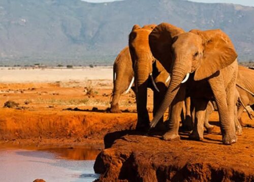 Best Time To Visit Kenya