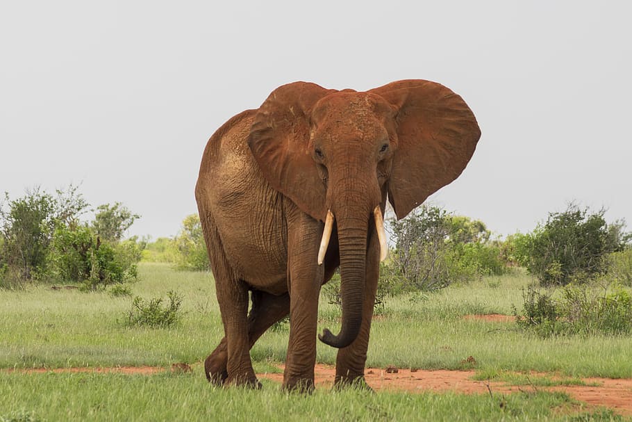 Kenya
