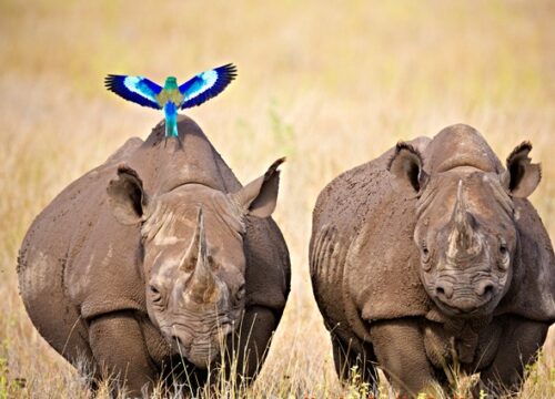 6-Day Mid-luxe Safari (Kenya)