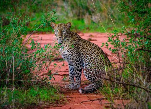 3 Day Tsavo Safari Escape