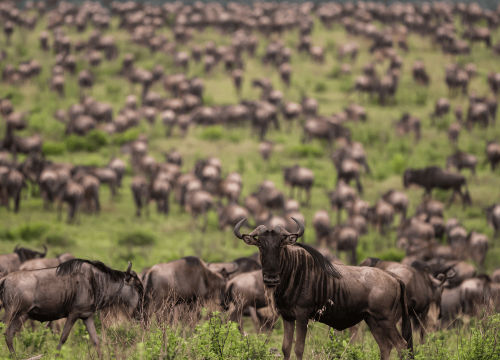 6-Day Budget Group Safari (Kenya)