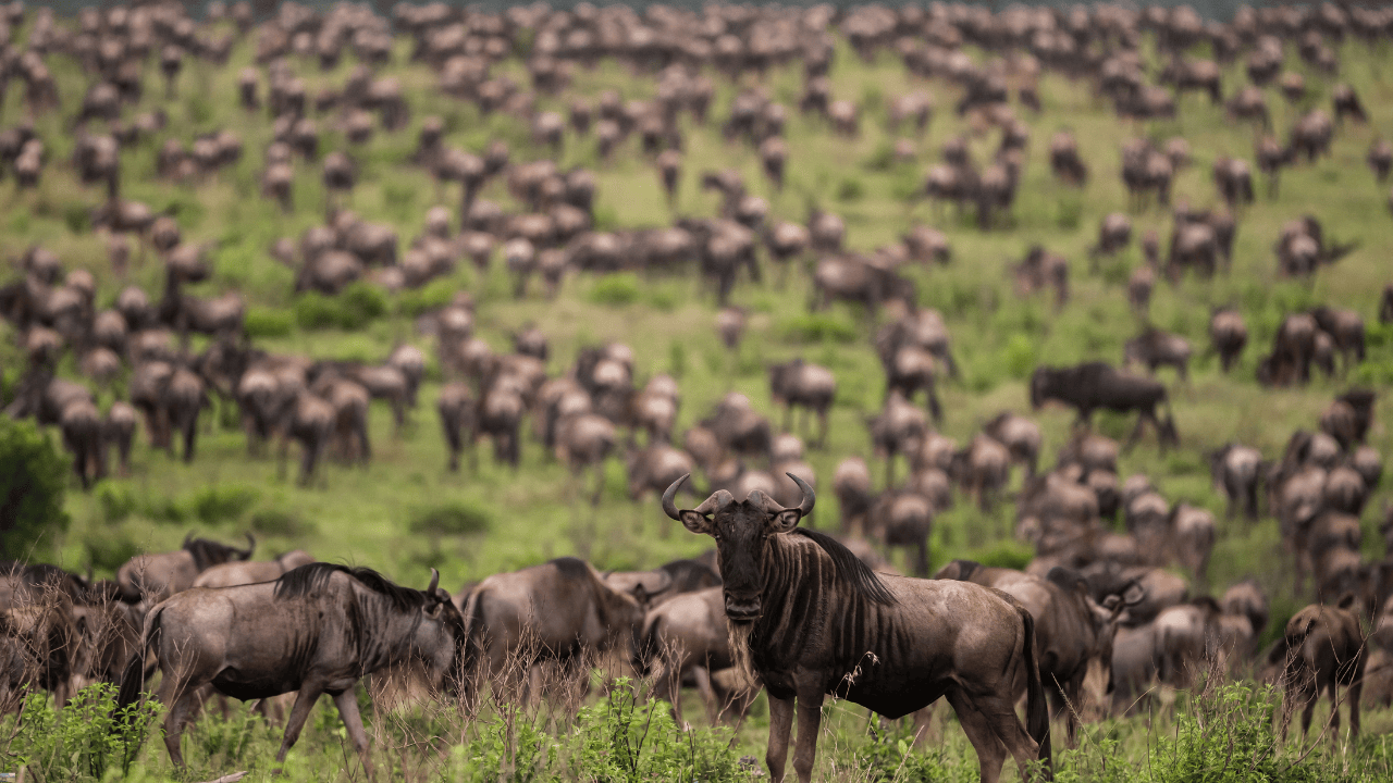 6-Day Budget Group Safari (Kenya)