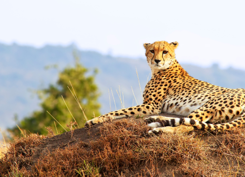 6-Day Low Season Group Safari (Kenya)